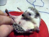 Hedgehog Eating Mealworm