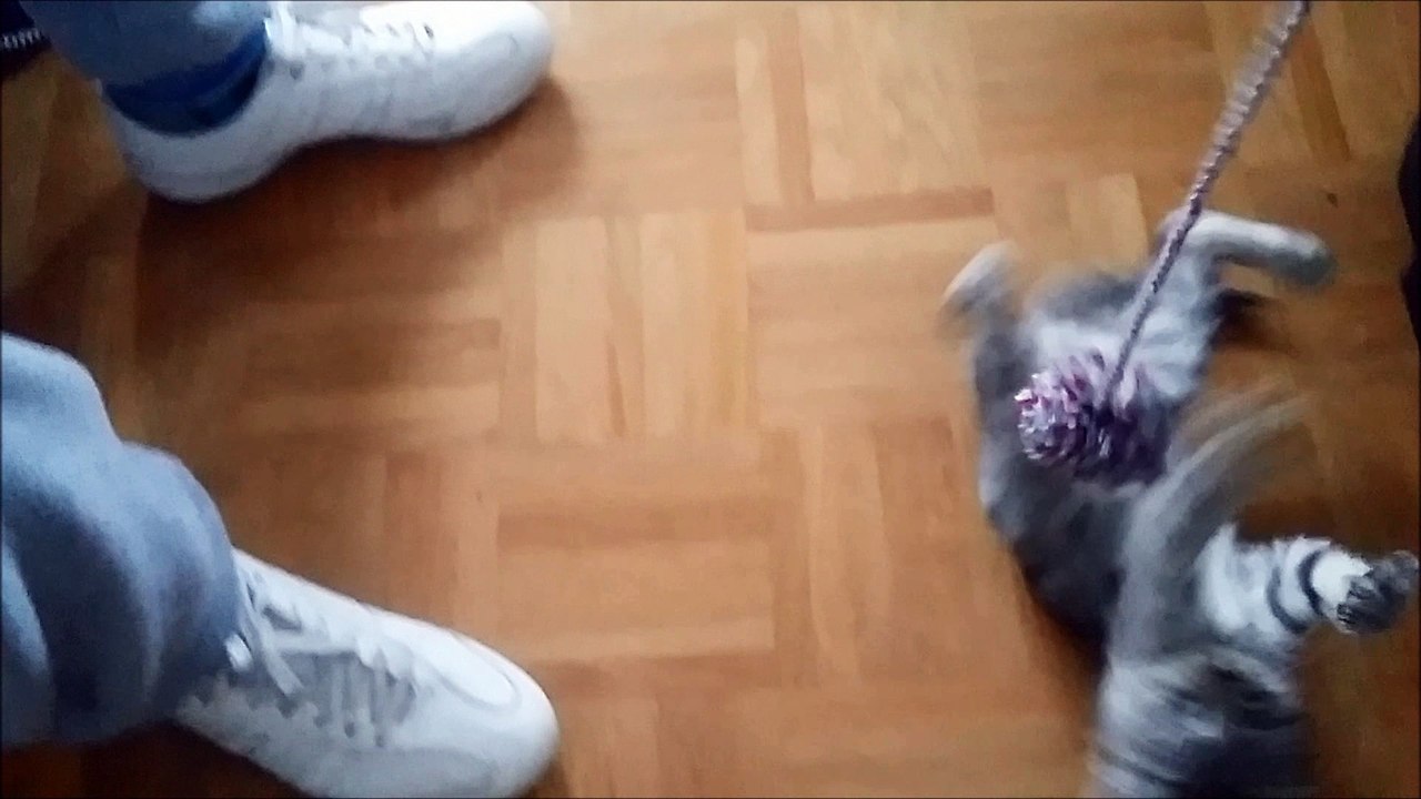 Cute kitten Lumpy playing with ball