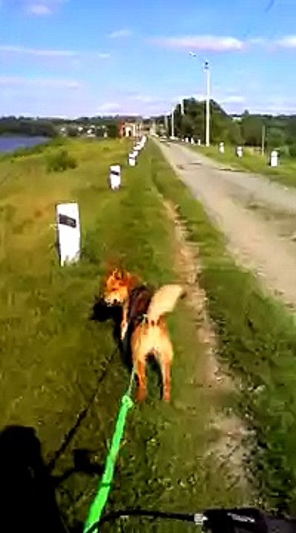 Тренировка 1 августа Ездовой спорт