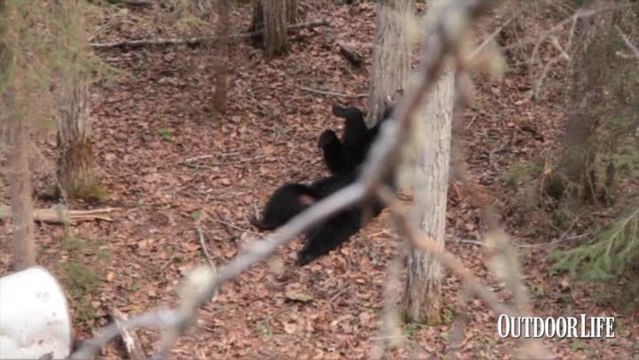 07 - bear scratching