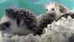 Baby Hedgehog Yawns HD) (Original) малекий ежик зевает (оригінал)