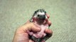 Baby Hedgehog Yawn Зевок маленького ежика