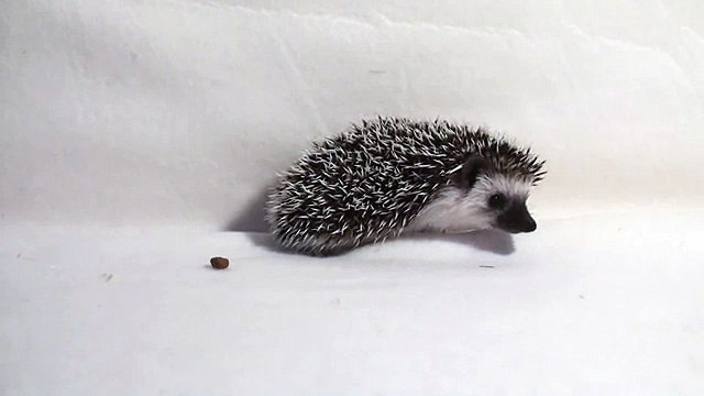 Baby Hedgehog exploring 7 weeks old Детские изучения 7 недель