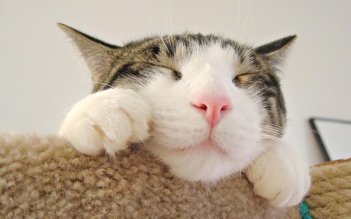 Funny cats compilation Part 1