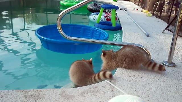 Енот, который очень хочет, чтобы его брат немедленно вылез из этого проклятого бассейна