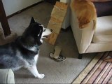 Our Siberian Husky and her Cat