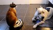 Roomba Cat swats Dog pit bull Sharky. Max-Arthur on iRobot Roomba Vacuum. Cat vs Dog. HelensPets.com