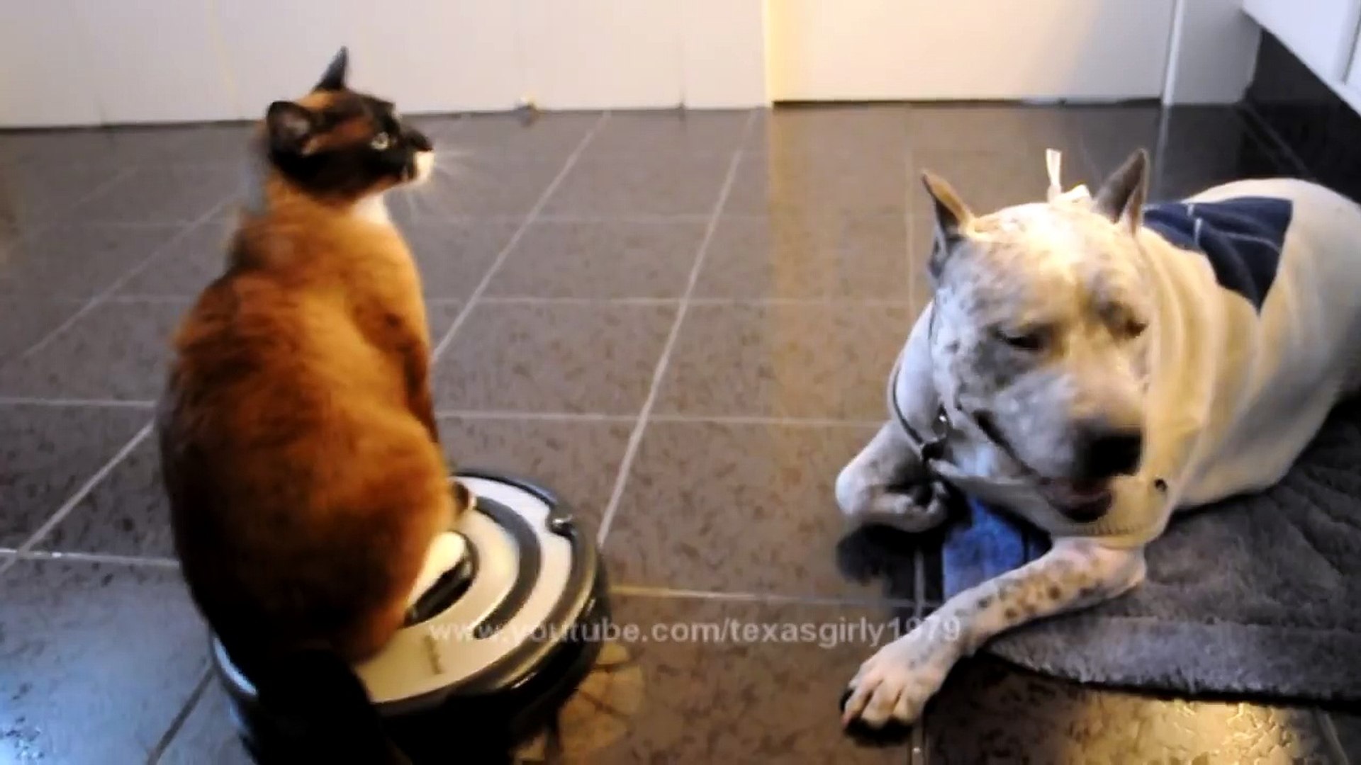 Roomba Cat swats Dog pit bull Sharky. Max-Arthur iRobot Vacuum. vs Dog. HelensPets.com – Видео Dailymotion