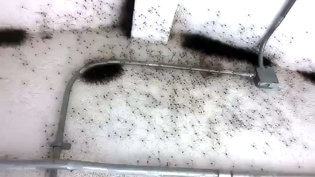 Полная комната пауков