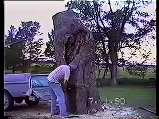 Спилить ствол дерева прямо в кузов пикапа   плохая идея