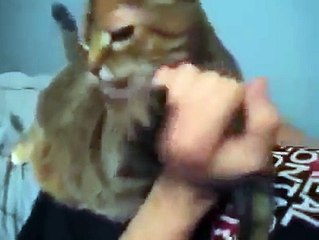 С этим котом явно что-то не так