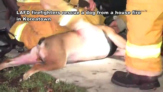 Ce chien a failli mourrir suffoquer mais ces hommes lui ont sauvé la vie !