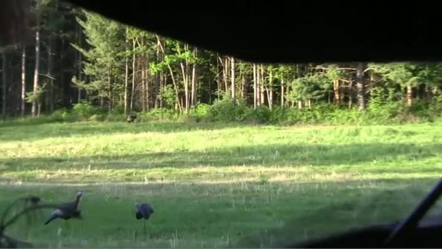 Turkeys Suck: Sarah's First Gobbler Hunt