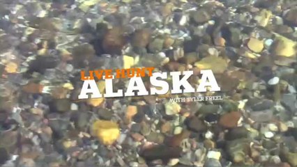 Why Grayling Are Alaska's Most Underrated Fish