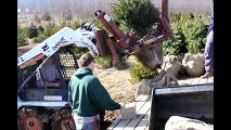 About Spruce Trees at Our Bucks County Tree Farm