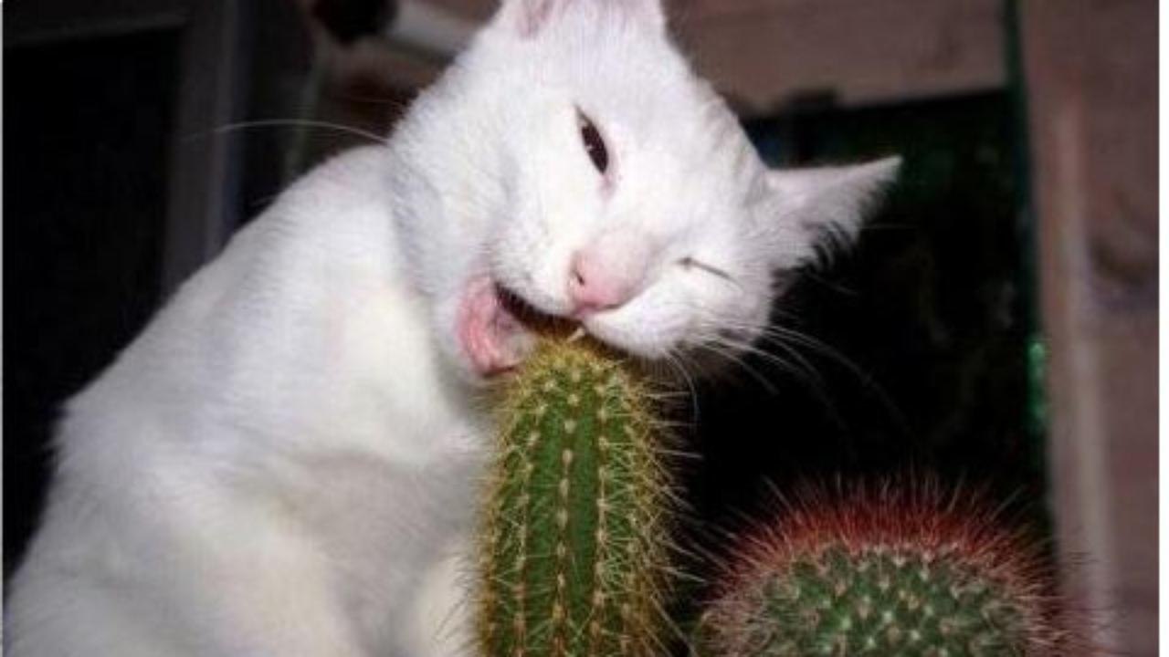 funniest cats compilation part 5