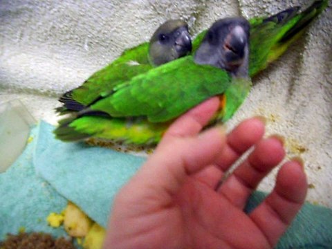 Mes bébés youyou fevrier 2016