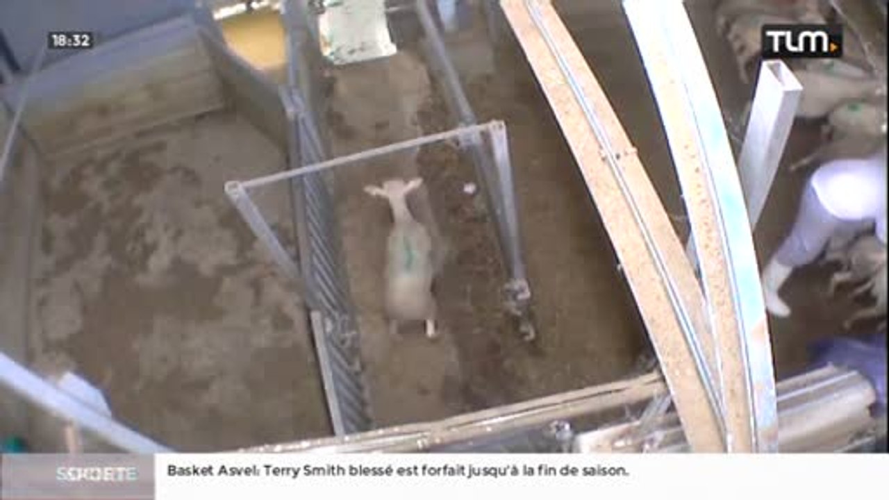Une vidéo choc d'un abattoir dans le Gard