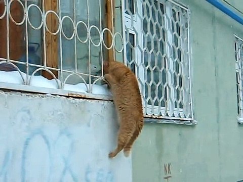 Ради любви даже кот способен на всё