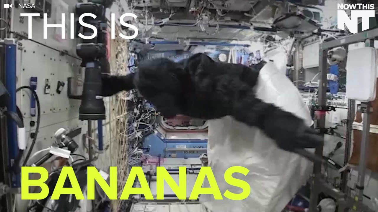 First Gorilla In Space