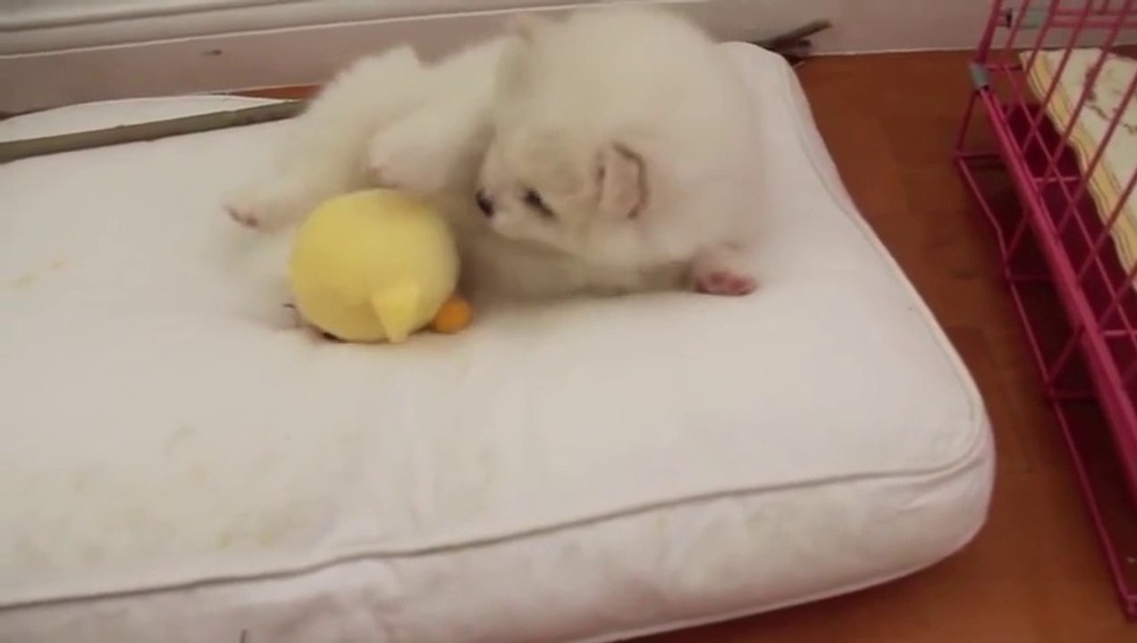 Chubbi the Puppy