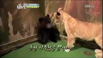 Медвежёнок испугался львенка