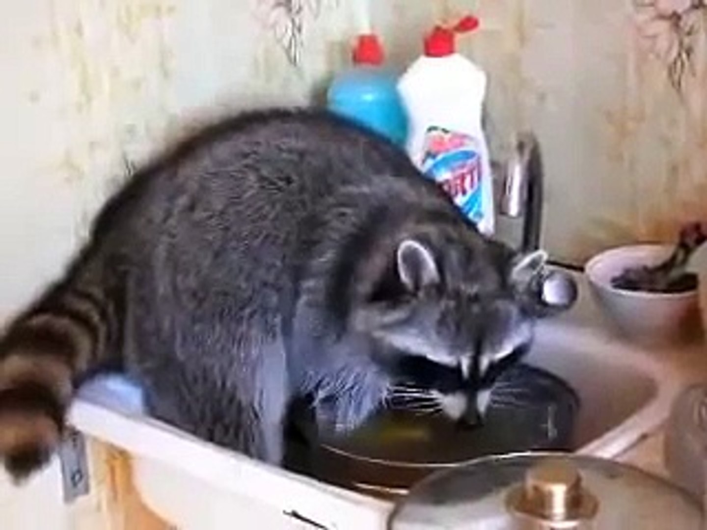 Енот Потап моет посуду - Potap raccoon washes dishes