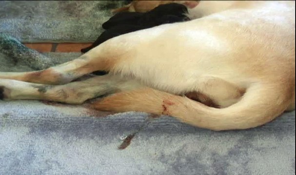 Live puppy birth - Lab puppies being born! AWESOME!