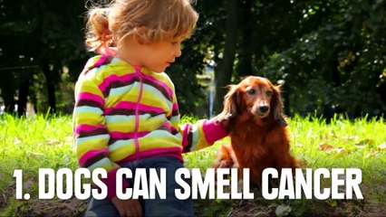 6 Reasons You Need A Puppy