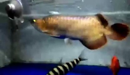 AROWANA Contes For Juni ( SUper Red)