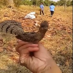 A goofy road runner...