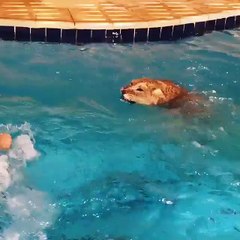 Rescuing the lion cub from drowning in the pool...