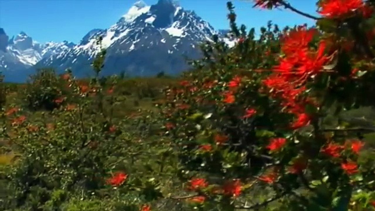 Documentário Animais Selvagens  - PUMA, O  LEÃO DOS ANDES [Documentário Completo e Dublado NAT GEO]