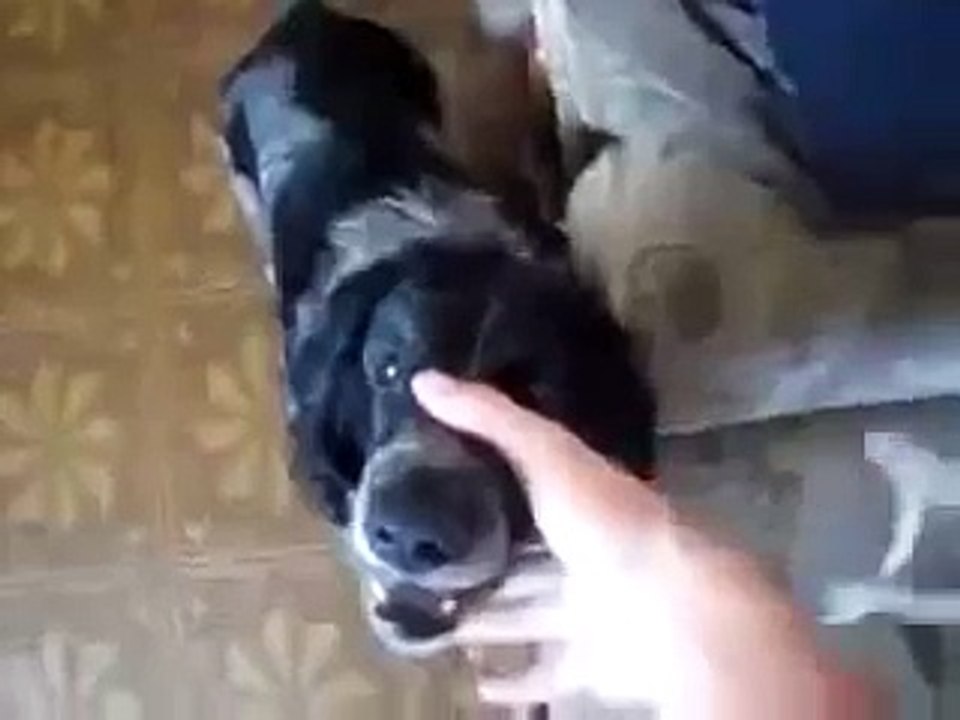 Собачий реп