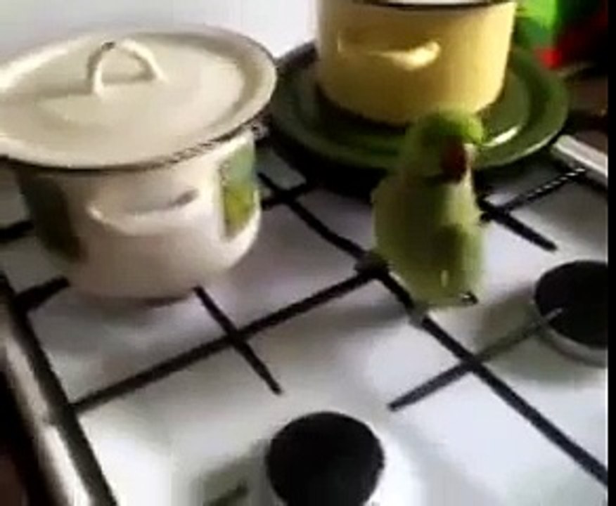 Попугайчик сильно голодный