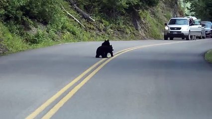 Orsetti In Mezzo Alla Strada