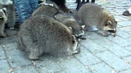 JM Nature Watch - Raccoons begging for chips!