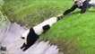 【パンダ面白動画】わんぱくパンダに振り回されている飼育員のお姉さん達 panda fanny video