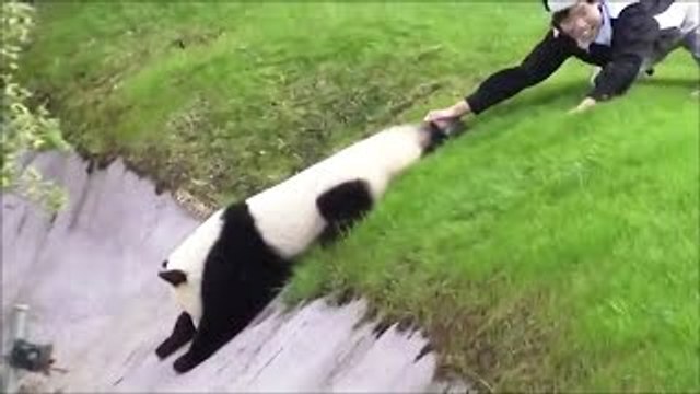 【パンダ面白動画】わんぱくパンダに振り回されている飼育員のお姉さん達 panda fanny video