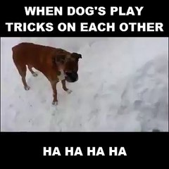 When Dogs Play Tricks On Each other