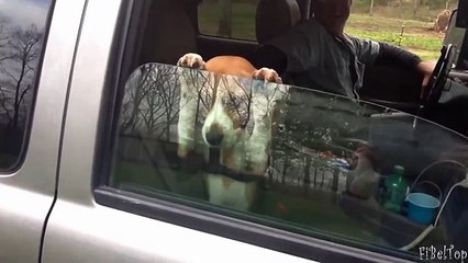 Удивительные животные, современные машины и захватывающие путешествия 🌍