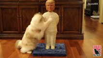 Your cat can use Donald Trump as a scratching post