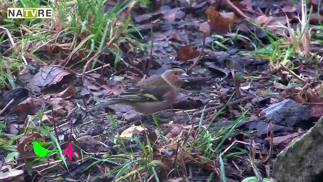 Le grand match oiseaux des jardins ! Partie 2