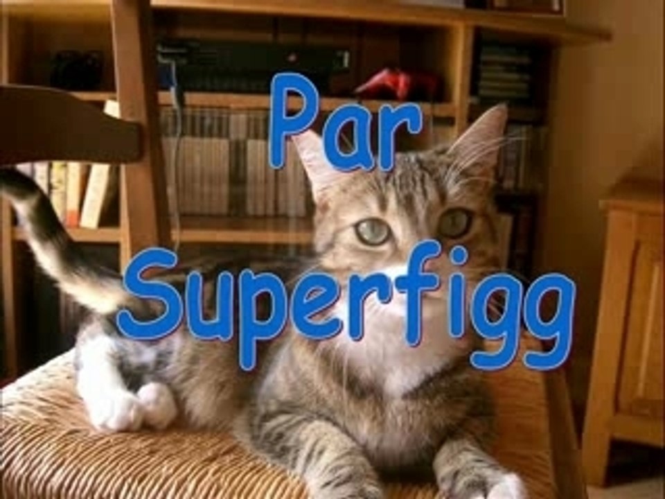 Mon petit chat, Trop mignon !!!