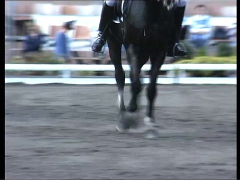 L'art du dressage du cheval