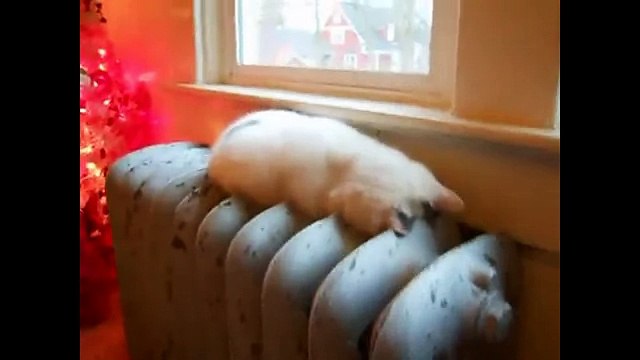 Как спят кошки. Смешное видео про кошек