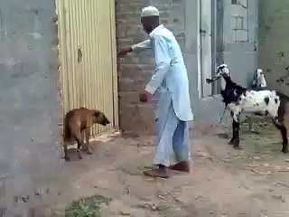 Pakistani manchalay kabi aisa bi hota hai mustwatch