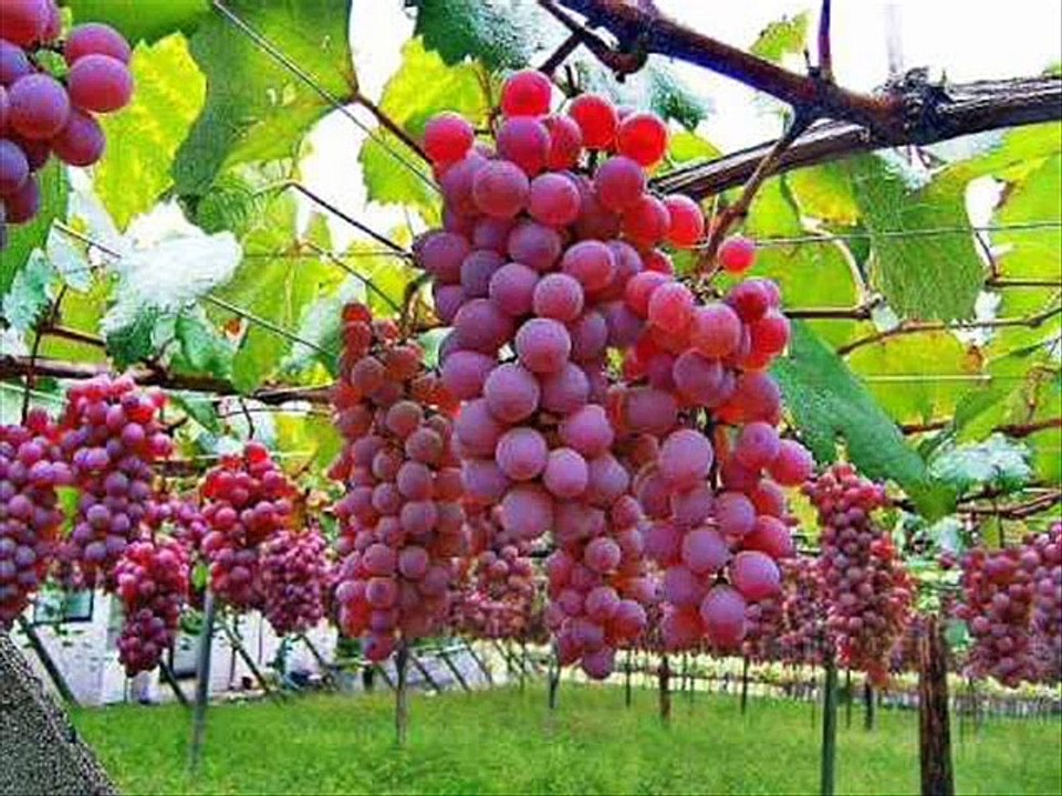 خواب میں انگور دیکھنا