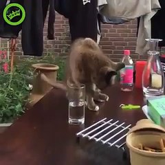 Хозяйка подшутила над котом