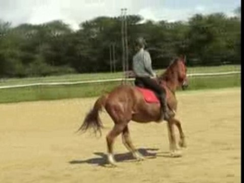Galop gauche